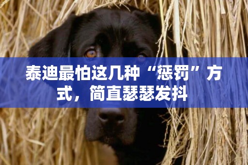 泰迪最怕這幾種“懲罰”方式，簡直瑟瑟發抖 