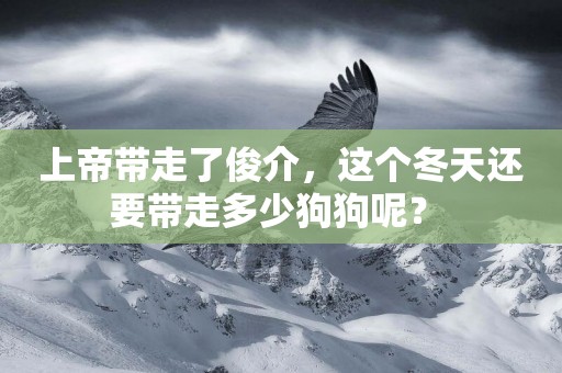 上帝帶走了俊介，這個冬天還要帶走多少狗狗呢？ 