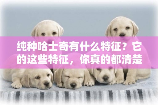 純種哈士奇有什么特征？它的這些特征，你真的都清楚嗎 