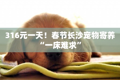 316元一天！春節長沙寵物寄養“一床難求” 