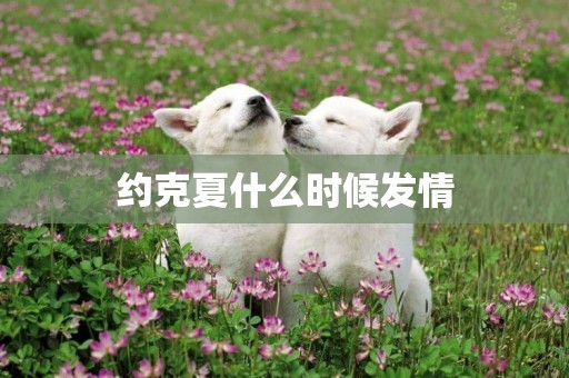 約克夏什么時候發情