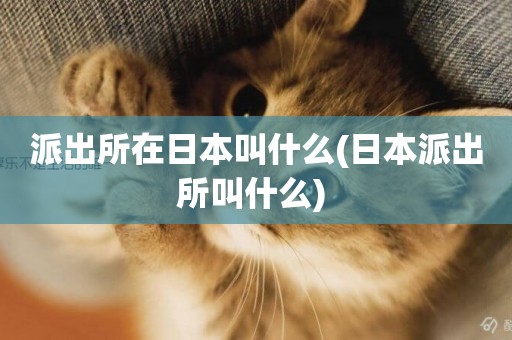 派出所在日本叫什么(日本派出所叫什么) 