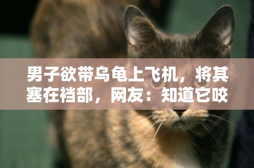 男子欲帶烏龜上飛機，將其塞在襠部，網友：知道它咬合力多大嗎？ 