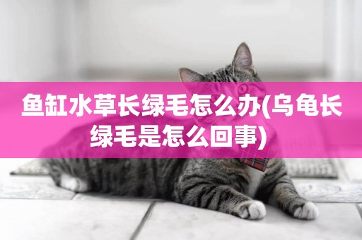 魚缸水草長綠毛怎么辦(烏龜長綠毛是怎么回事) 