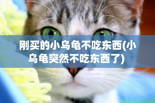 剛買的小烏龜不吃東西(小烏龜突然不吃東西了) 