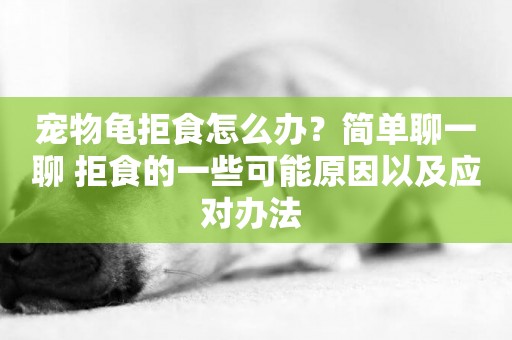 寵物龜拒食怎么辦？簡單聊一聊 拒食的一些可能原因以及應對辦法 