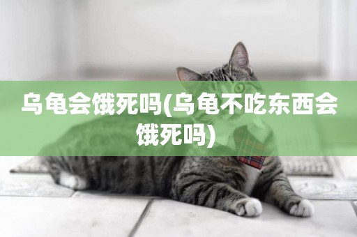 烏龜會餓死嗎(烏龜不吃東西會餓死嗎) 