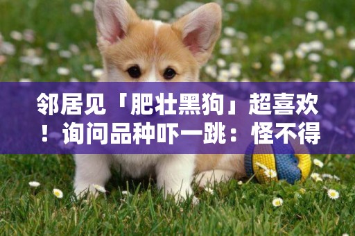 鄰居見「肥壯黑狗」超喜歡！詢問品種嚇一跳：怪不得這么漂亮 