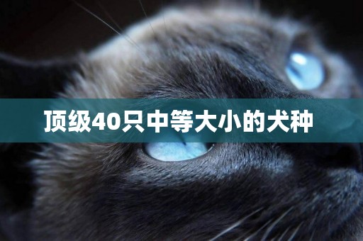 頂級40只中等大小的犬種 