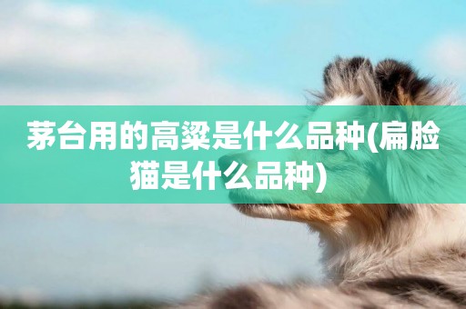 茅臺用的高粱是什么品種(扁臉貓是什么品種) 