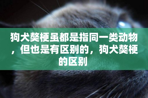 狗犬獒梗雖都是指同一類動物，但也是有區別的，狗犬獒梗的區別 
