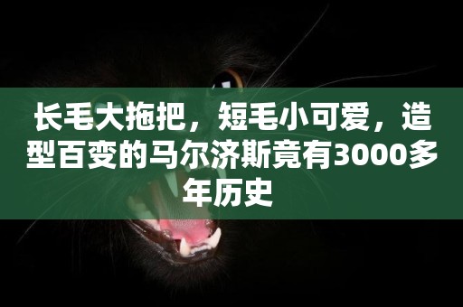 長毛大拖把，短毛小可愛，造型百變的馬爾濟斯竟有3000多年歷史 