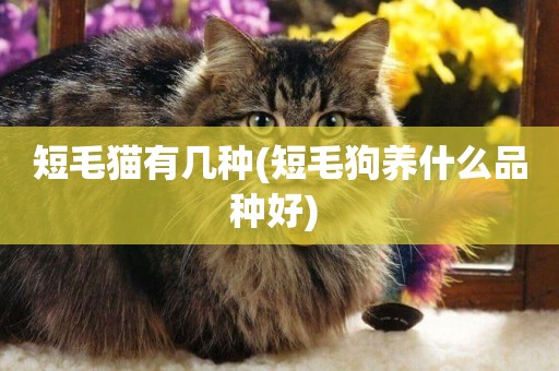 短毛貓有幾種(短毛狗養什么品種好) 