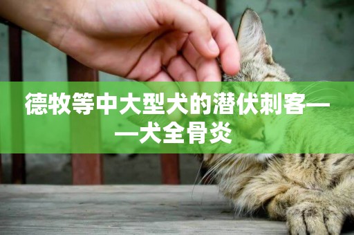 德牧等中大型犬的潛伏刺客——犬全骨炎 