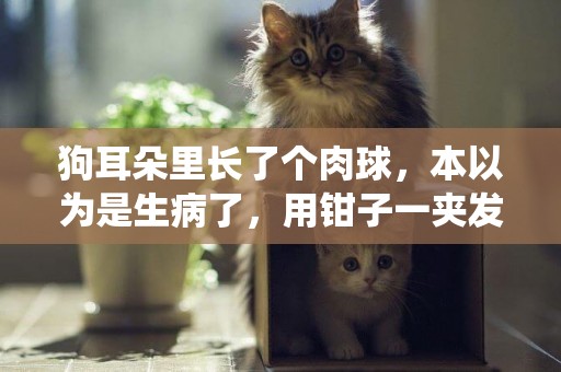 狗耳朵里長了個肉球，本以為是生病了，用鉗子一夾發現竟是吸血蟲 