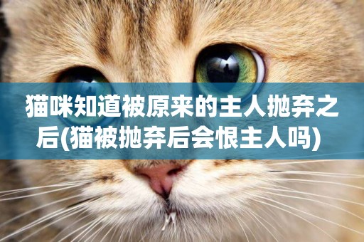 貓咪知道被原來的主人拋棄之后(貓被拋棄后會恨主人嗎) 
