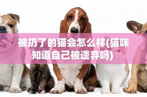 被扔了的貓會怎么樣(貓咪知道自己被遺棄嗎) 