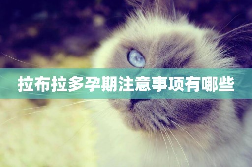 拉布拉多孕期注意事項有哪些