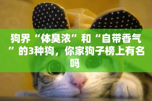 狗界“體臭濃”和“自帶香氣”的3種狗，你家狗子榜上有名嗎 