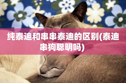 純泰迪和串串泰迪的區別(泰迪串狗聰明嗎) 