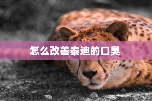 怎么改善泰迪的口臭 