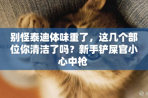 別怪泰迪體味重了，這幾個部位你清潔了嗎？新手鏟屎官小心中槍 