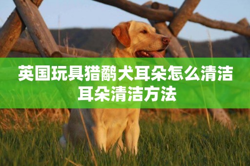 英國玩具獵鷸犬耳朵怎么清潔 耳朵清潔方法