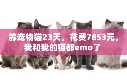 養寵物貓23天，花費7853元，我和我的貓都emo了 