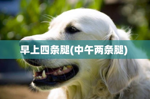 早上四條腿(中午兩條腿) 