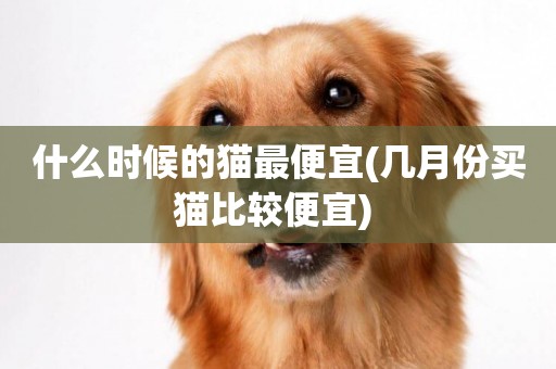 什么時候的貓最便宜(幾月份買貓比較便宜) 