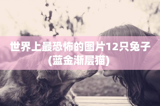 世界上最恐怖的圖片12只兔子(藍金漸層貓) 