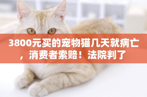 3800元買的寵物貓幾天就病亡，消費者索賠！法院判了 