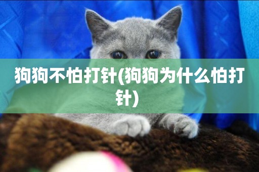 狗狗不怕打針(狗狗為什么怕打針) 
