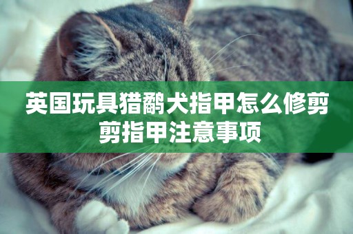 英國玩具獵鷸犬指甲怎么修剪 剪指甲注意事項
