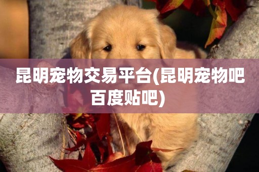 昆明寵物交易平臺(昆明寵物吧百度貼吧) 