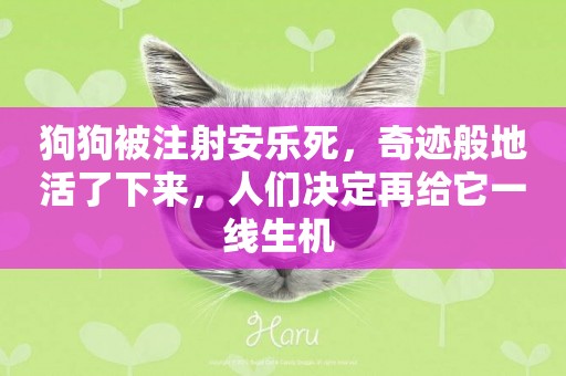 狗狗被注射安樂死，奇跡般地活了下來，人們決定再給它一線生機 
