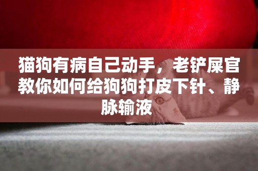 貓狗有病自己動手，老鏟屎官教你如何給狗狗打皮下針、靜脈輸液 