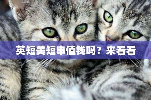 英短美短串值錢嗎?來看看 英短美短串值錢嗎?來看看