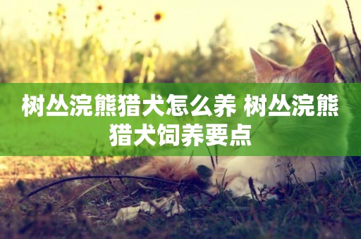 樹叢浣熊獵犬怎么養 樹叢浣熊獵犬飼養要點