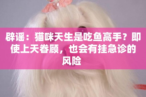 辟謠：貓咪天生是吃魚高手？即使上天眷顧，也會有掛急診的風險 