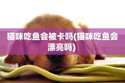 貓咪吃魚會被卡嗎(貓咪吃魚會漂亮嗎) 