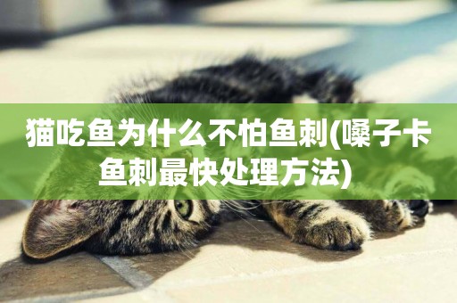 貓吃魚為什么不怕魚刺(嗓子卡魚刺最快處理方法) 