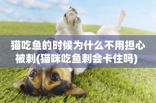 貓吃魚的時候為什么不用擔心被刺(貓咪吃魚刺會卡住嗎) 