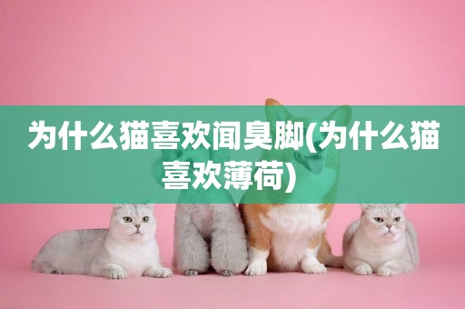 為什么貓喜歡聞臭腳(為什么貓喜歡薄荷) 