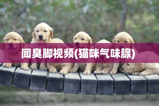 聞臭腳視頻(貓咪氣味腺) 