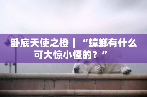 臥底天使之橙｜“蟑螂有什么可大驚小怪的？” 