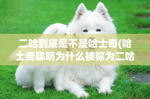 二哈到底是不是哈士奇(哈士奇聰明為什么被稱為二哈) 