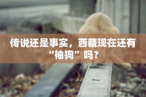 傳說還是事實，西藏現在還有“袖狗”嗎？ 