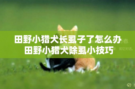 田野小獵犬長虱子了怎么辦 田野小獵犬除虱小技巧