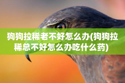 狗狗拉稀老不好怎么辦(狗狗拉稀總不好怎么辦吃什么藥) 